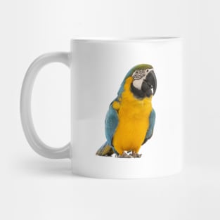 Beautiful Macaw Mug